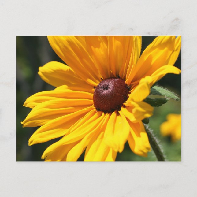 Black Eyed Susan Blomsterfotografi Postcard Vykort (Framsida)