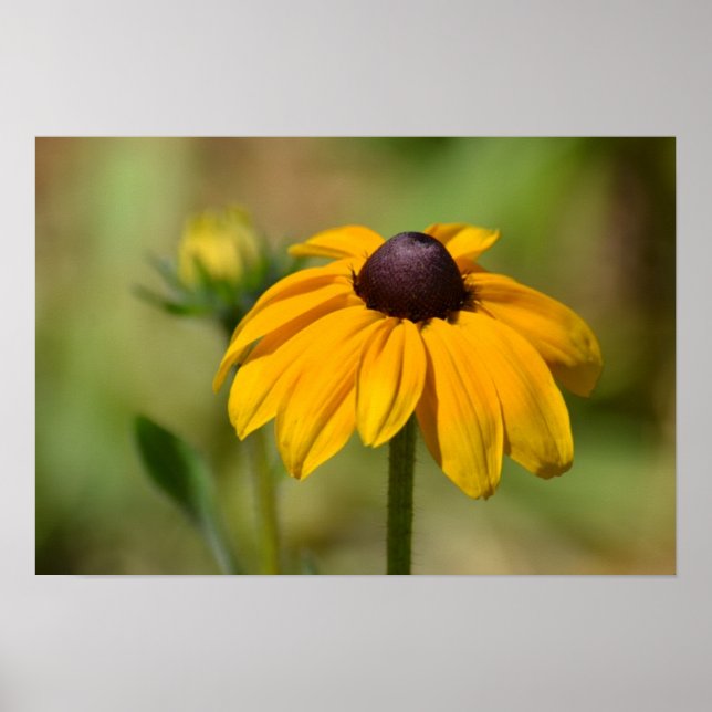 Black Eyed Susan Blomsterfotografi Poster (Framsidan)