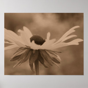 Black Eyed Susan Daisy blomning i Vintage Sepia Poster