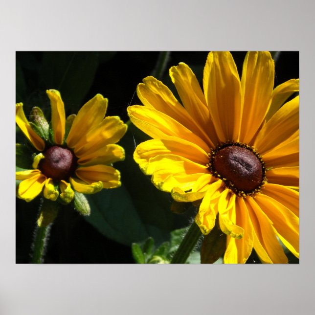 Black Eyed Susan Daisys Poster (Framsidan)