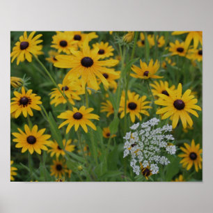 Black Eyed Susan Fält av Flowers Poster