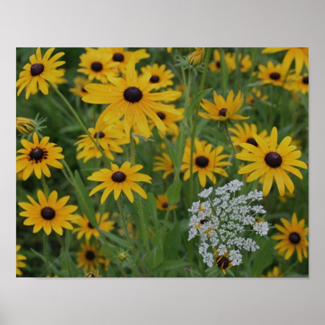 Black Eyed Susan Fält av Flowers Poster (Framsidan)