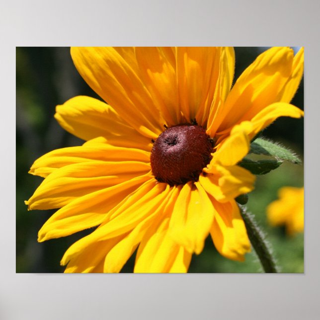 Black Eyed Susan Flower in Sunshine Poster (Framsidan)
