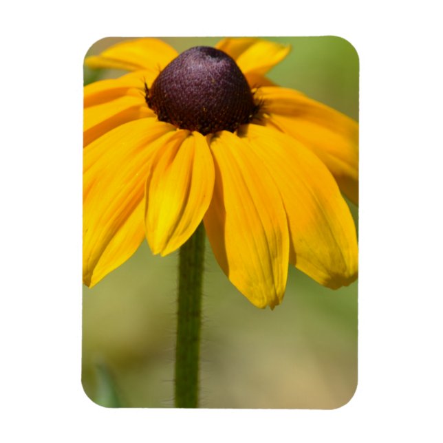 Black Eyed Susan Flower Magnet (Vertikal)
