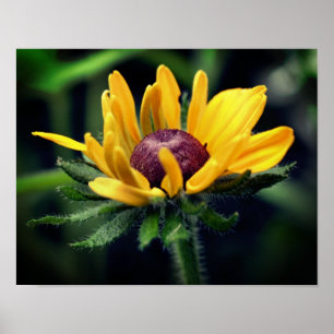 Black Eyed Susan Flower Unfoliding Poster