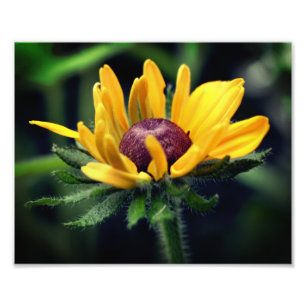 Black Eyed Susan Flower, uppvikt 8 x 10 Fototryck