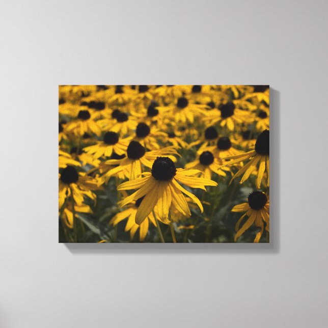 Black Eyed Susan Flowers Canvastryck (Framsida)