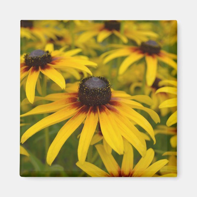 Black Eyed Susan Flowers Magnet (Framsidan)