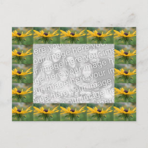 Black Eyed Susan Flowers Photo Vykort