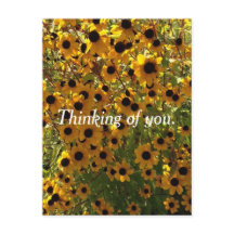 Black Eyed Susan Flowers tänker på dig Postcards