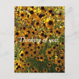 Black Eyed Susan Flowers tänker på dig Postcards Vykort