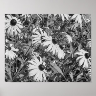 Black Eyed Susan Garden Black White Skriv ut Poster