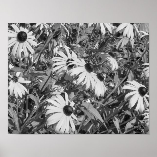 Black Eyed Susan Garden Black White Skriv ut Poster (Framsidan)