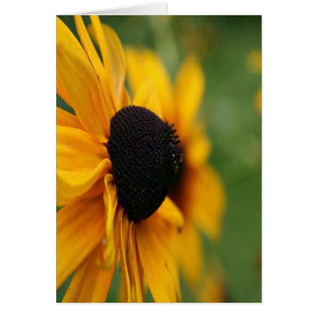 Black Eyed Susan Hälsningskort (Framsidan)