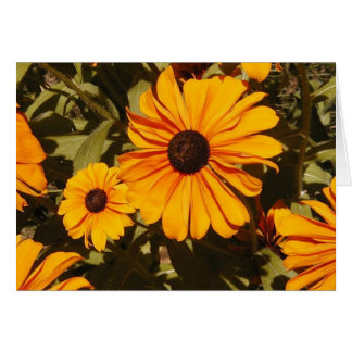 Black-Eyed Susan Hälsningskort