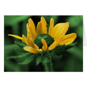 Black Eyed Susan in Grönt Flower Card OBS Kort