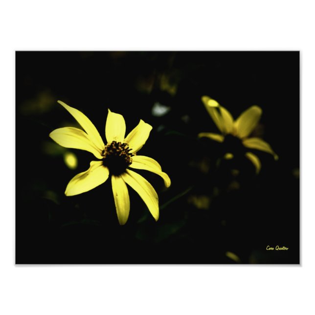 Black Eyed Susan -L Photo Print Fototryck (Framsidan)
