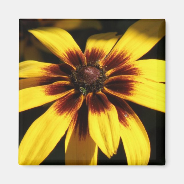 Black Eyed Susan Magnet (Framsidan)