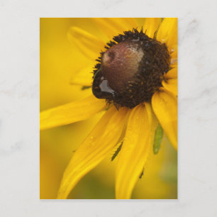 Black-Eyed Susan med en Teardroppe Vykort