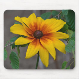Black-Eyed Susan Musmatta