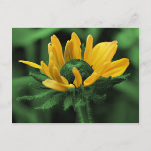Black Eyed Susan On Grönt Flower Vykort