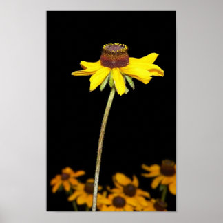Black Eyed Susan på Black Background Poster