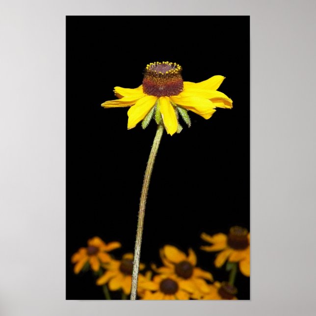 Black Eyed Susan på Black Background Poster (Framsidan)