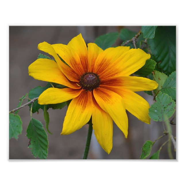 Black Eyed Susan Photo Print Fototryck (Framsidan)