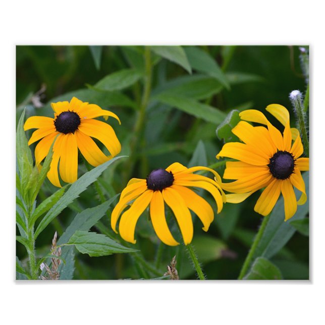 Black-Eyed- Susan Photo Print Fototryck (Framsidan)