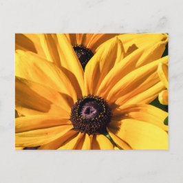 Black Eyed Susan Postcard Vykort