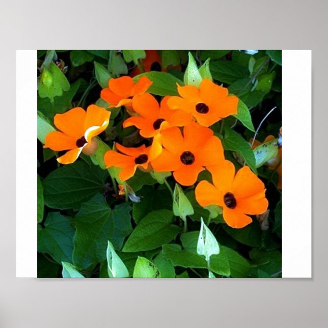 Black Eyed Susan Poster (Framsidan)