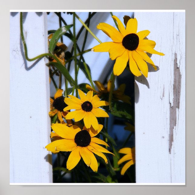 Black Eyed Susan Poster (Framsidan)