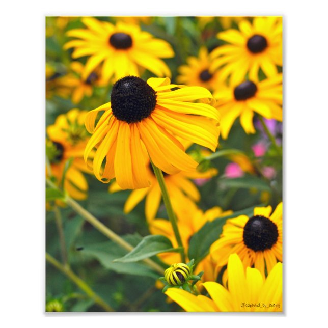 Black-Eyed Susan Poster (Framsidan)