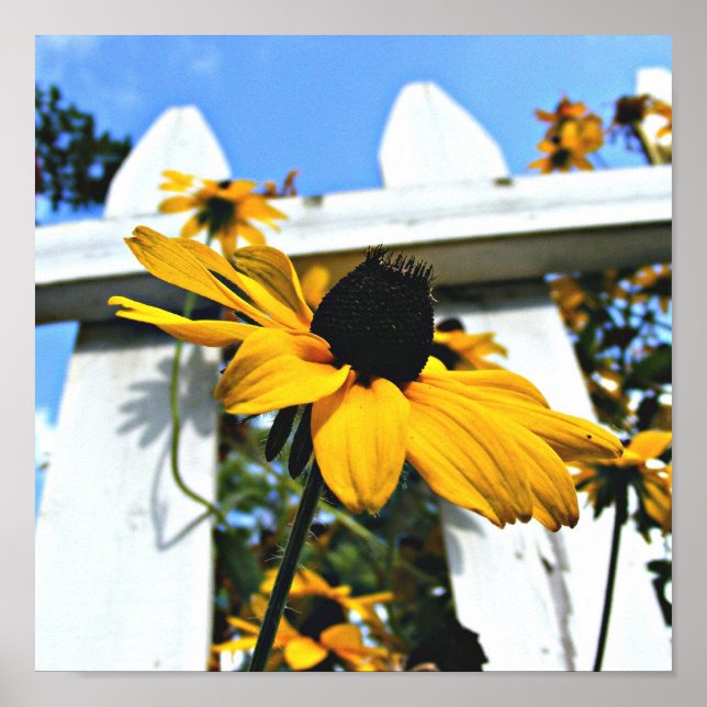 Black Eyed Susan Poster (Framsidan)