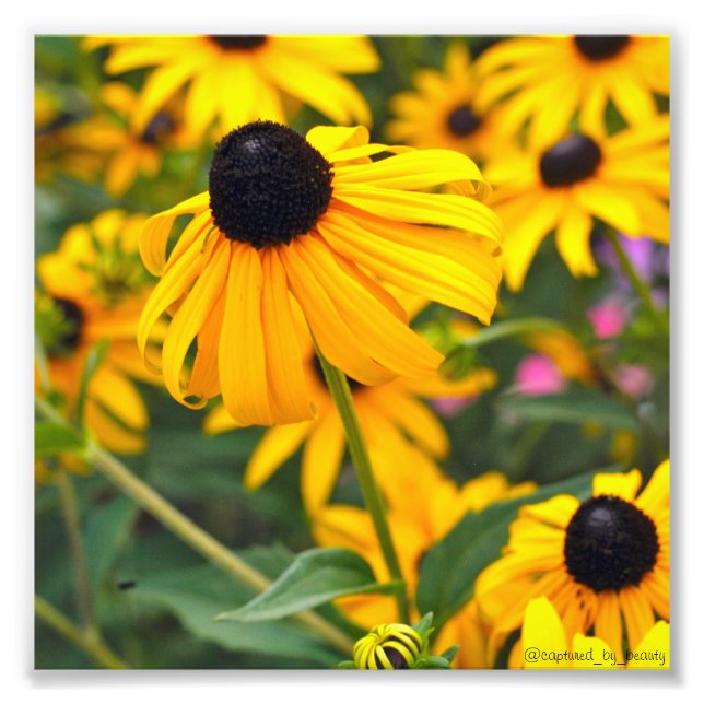 Black-Eyed Susan Poster 6 x 6 (Framsidan)