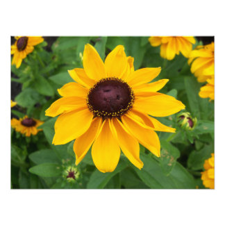 Black Eyed Susan Sitta Söt Fototryck
