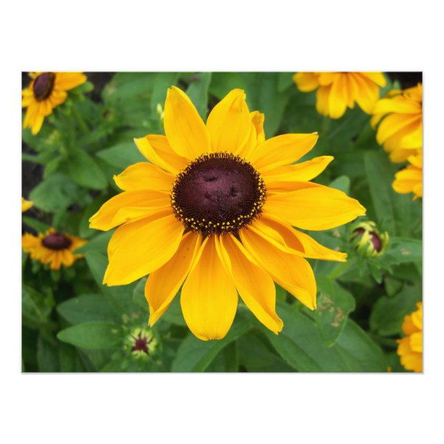 Black Eyed Susan Sitta Söt Fototryck (Framsidan)