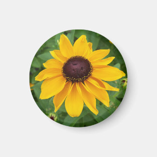 Black Eyed Susan Sitta Söt Magnet