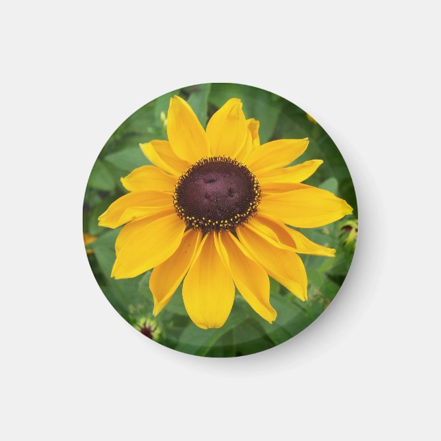 Black Eyed Susan Sitta Söt Magnet (Framsidan)