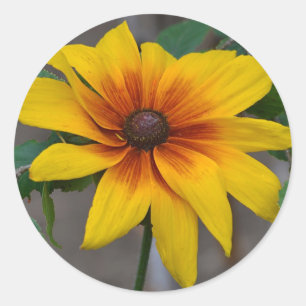 Black-Eyed Susan Sticker Runt Klistermärke