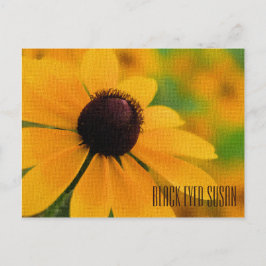 Black Eyed Susan Vågrät Postcard Vykort