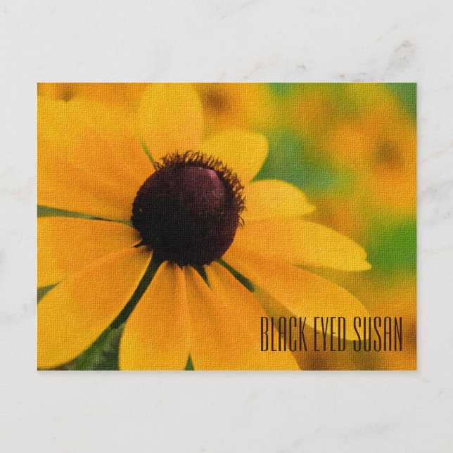 Black Eyed Susan Vågrät Postcard Vykort (Framsida)