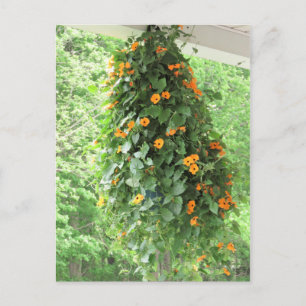 Black Eyed Susan Vine Vykort
