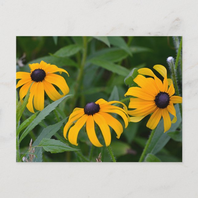 Black-Eyed Susan Vykort (Framsida)