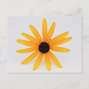 Black Eyed Susan Vykort