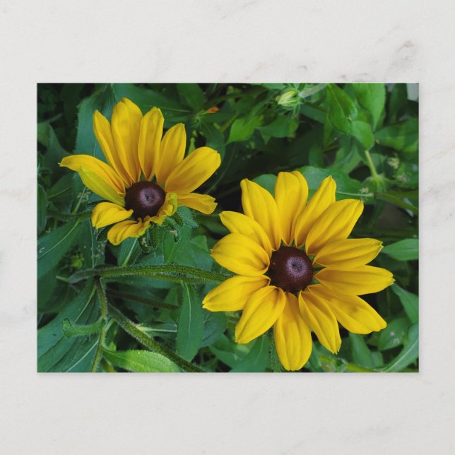 Black-Eyed Susan Vykort (Framsida)