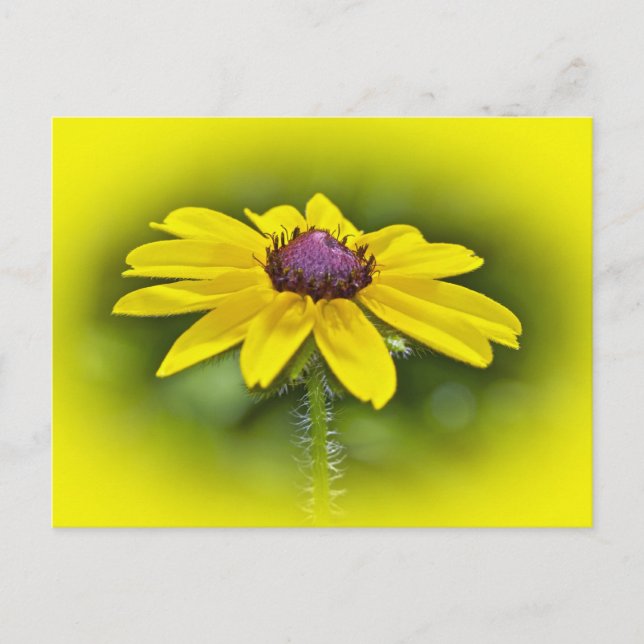 Black-Eyed Susan Wildblomma Vykort (Framsida)