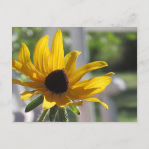 Black-Eyed Susan Wildblomma Vykort