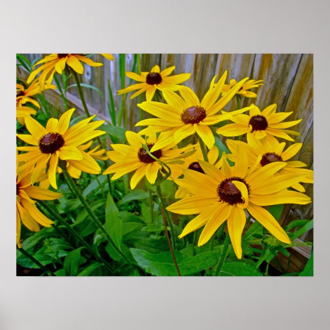 Black-Eyed Susan Wildblommor Poster (Framsidan)