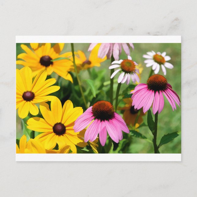 Black Eyed Susans and Rosa Coneflower Daisy Garden Vykort (Framsida)